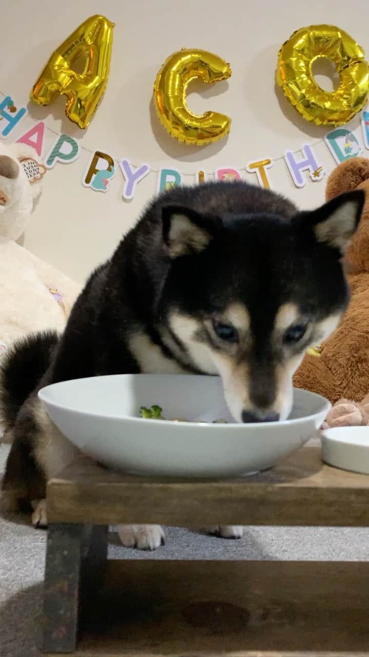 吾子のインスタグラム：「・ ・ ・ あこわん8歳になりました🐶✨🎂🎁💝 ・ Aco is 8 years old today ・ これからもよろしくお願いします🐶💕 ・ ・ ・ acondar2022📆🐶💕発売中です✨ ・  https://acoshiba.stores.jp/ ・ ・ ・ #じゃがブロッコリーささみケーキ🎂💗 #元気にうま活するわん🐶💕 #Sapporo ・ 北海道の柴犬 #柴北会 の皆ワン🐶感染対策してお散歩しましょう〜🐕💕 ・ #adorable #instadog#shibainu#dog#instagramjapan#instashiba#kuroshiba #kuroshiba#socute #cutedog#いぬのきもち #黒柴 #dogstagram_japan」