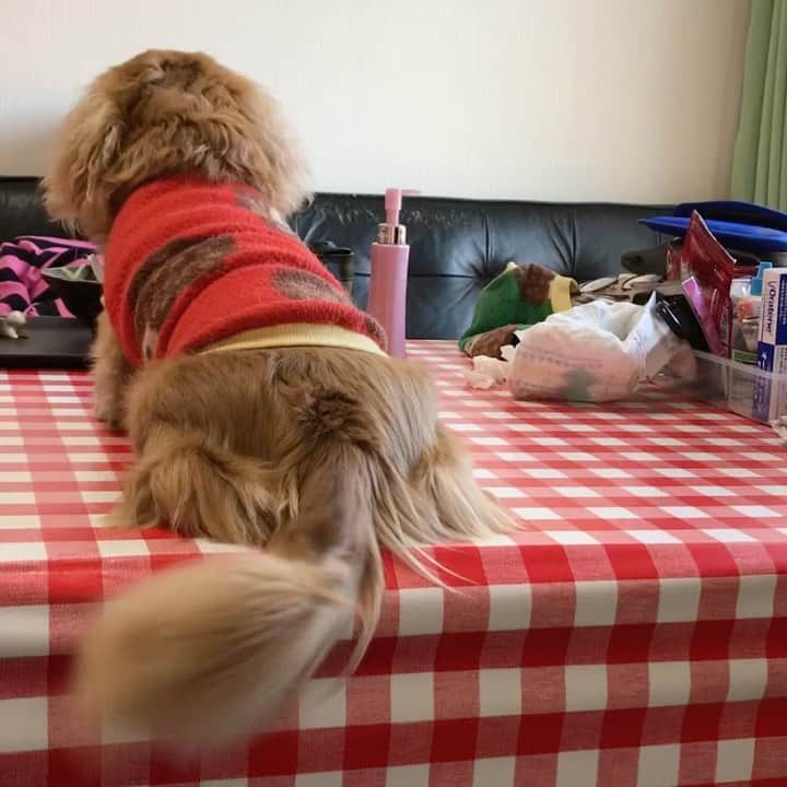 メルロコ一家の楽屋裏のインスタグラム