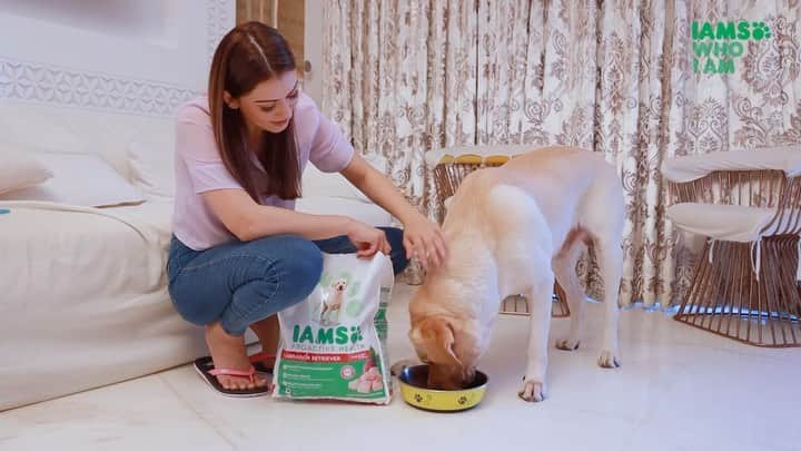 ハンシカ・モトワニのインスタグラム：「You know what my doggo responds to- 'Who's excited to gobble on yummy nom noms?' He says- I AMS!   He loves @iams_india proactive health for Labrador Retriever because it gives him all the nutrition and keeps him healthy, active and energetic. Additionally, it keeps his weight in check ✅. And I love it because it makes me a happy pet parent!   Get tailored dog food  specially for their breed only from @iams_india.   #ad #dogfood #dog #dogsofinstagram #dogs #petfood #petshop #doglovers #dogtreats #doglover #doglife #dogstagram #pets #instadog #dogoftheday #petsofinstagram #healthydogfood #petshoponline #healthydog #petsupplies」