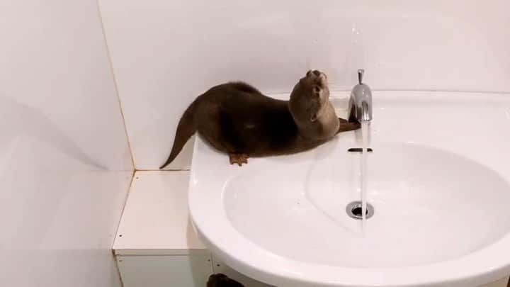 ちぃたん☆のインスタグラム：「交代しながらお水を飲みに来るカワウソ達　 Otters come to drink water while taking turns」