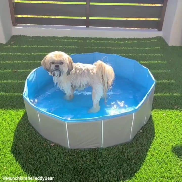 Original Teddy Bear Dogのインスタグラム：「I can swim for hours 🏊 or til I get alllll the water out of the pool 💦🐾」