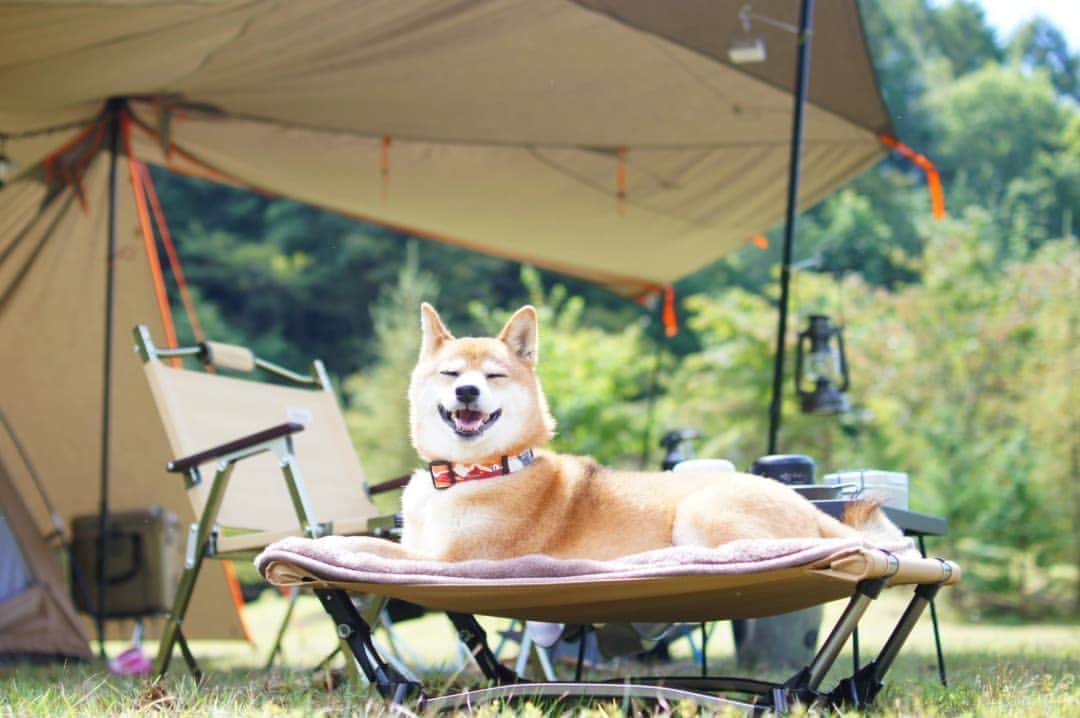柴犬 ゆりのインスタグラム：「2021.11.14 キャンプブームに乗ってみた～🎄⛺🎄  #柴犬 #犬 #キャンプ #わんことキャンプ #犬とキャンプ #アウトドア #camp #shibainu #shibastagram #dog #dogstagram #bestjapanpics #japan_daytime_view #tokyocameraclub #team_jp_ #instagramjapan #igersjp #inuclub_jpn #ビューティープロコンテスト @beautypro_contest リードは背中側にして、ドッグアンカーに繋いでます。」