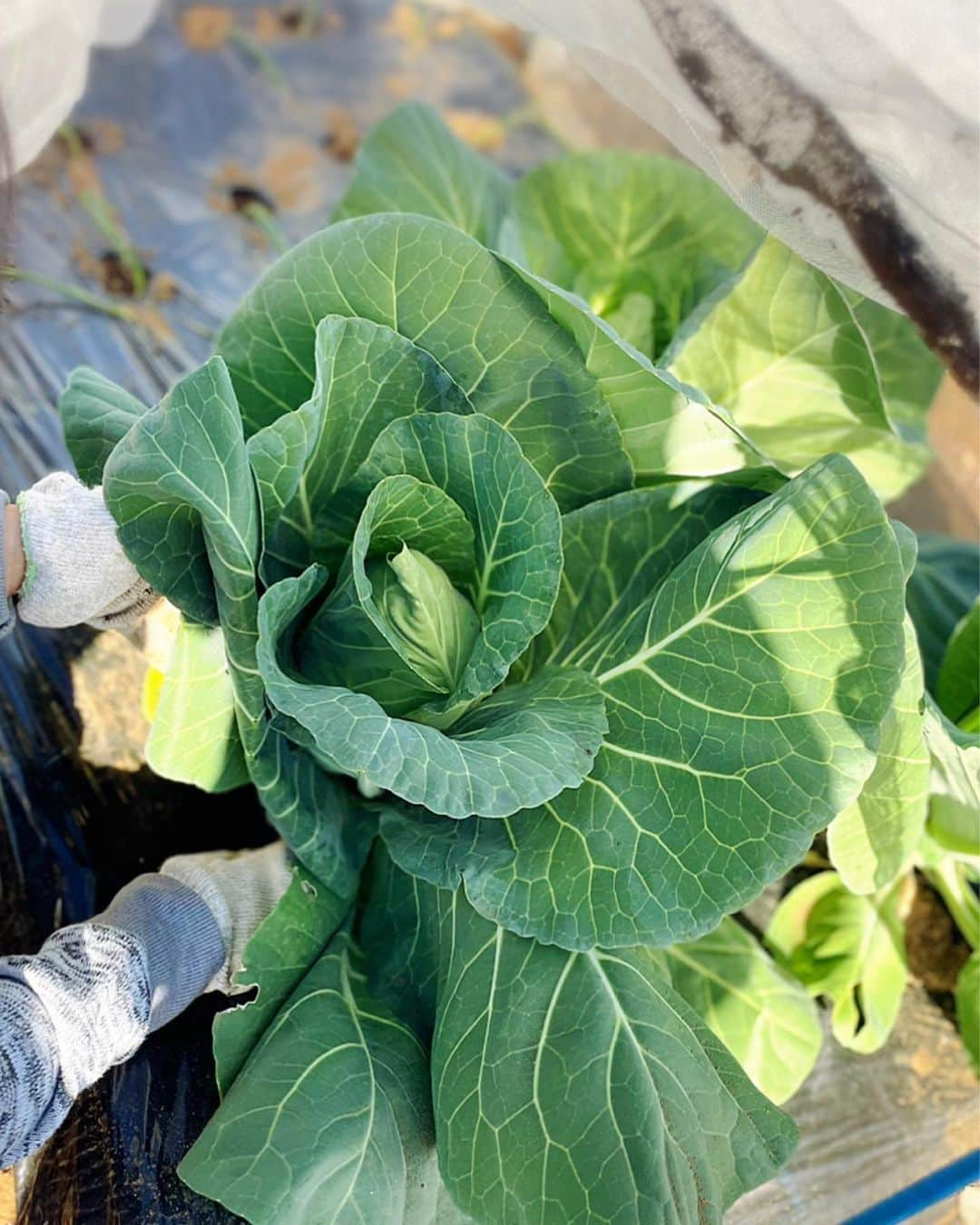 堂真理子さんのインスタグラム写真 - (堂真理子Instagram)「畑で野菜、大収穫でした🥦🥬✨何作ろうかな〜💕   #おうち時間 #畑 #シェア畑  #野菜 #収穫 #大根 #ブロッコリー #キャベツ  #堂真理子 #テレビ朝日 #アナウンサー」11月14日 10時44分 - mariko_do