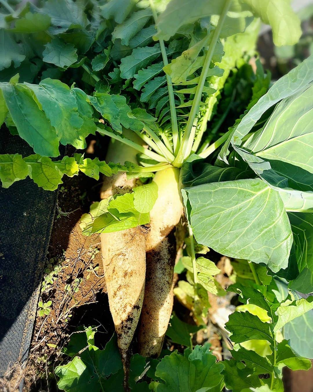 堂真理子さんのインスタグラム写真 - (堂真理子Instagram)「畑で野菜、大収穫でした🥦🥬✨何作ろうかな〜💕   #おうち時間 #畑 #シェア畑  #野菜 #収穫 #大根 #ブロッコリー #キャベツ  #堂真理子 #テレビ朝日 #アナウンサー」11月14日 10時44分 - mariko_do