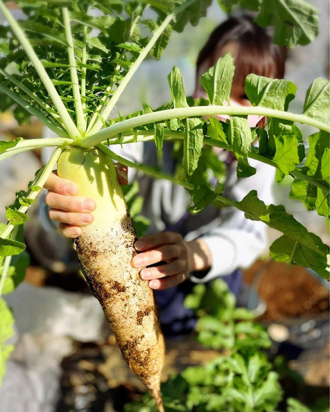 堂真理子さんのインスタグラム写真 - (堂真理子Instagram)「畑で野菜、大収穫でした🥦🥬✨何作ろうかな〜💕   #おうち時間 #畑 #シェア畑  #野菜 #収穫 #大根 #ブロッコリー #キャベツ  #堂真理子 #テレビ朝日 #アナウンサー」11月14日 10時44分 - mariko_do