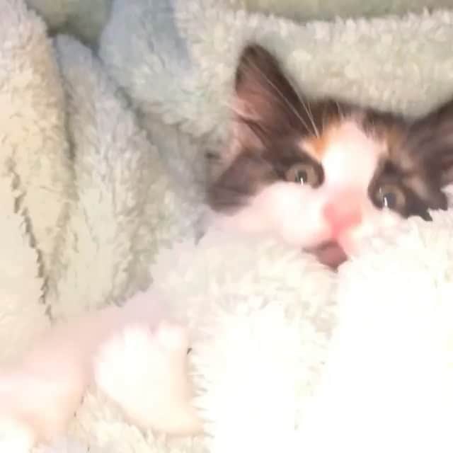 The Cats Of Instagramのインスタグラム：「#Repost • @that.one.cat.fritz GUESS WHAT! mom & dad brought me a SISTER!! yeah i dont like her very much this is my Castle but i guess she can join🙄」