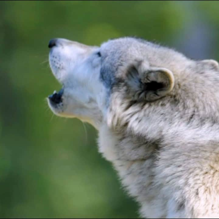 コンラッド・アンカーのインスタグラム：「Warning ⚠️ gun violence, animal cruelty, hunting   Wolves remain under attack across the country.   "Montana and Idaho passed laws that encouraged aggressive population reduction by broadening the methods hunters could use to harvest wolves and expanding the trapping season. Montana Gov. Greg Gianforte signed into law proposals that expanded the trapping season, removed bag limits, authorized reimbursement for wolf harvests, and legalized neck snares and bait-aided and night hunting, the pressure campaign shifted. Comments poured into the inboxes of Montana Fish and Wildlife Commissioners and federal agency heads, including U.S. Interior Secretary Deb Haaland and U.S. Forest Service leadership, which was asked to ban wolf trapping in wilderness areas." From Montana Free Press. September 15 2021  Join us, Jason Momoa, Leonardo DiCaprio, Iliza Shlesinger, Filipe Deandrade and thousands more in our efforts to #RelistWolves. Raise your voice for wolves by sharing this video, promoting a day of action on November 17, & visiting RelistWolves.org TODAY!  #relistwolves #raiseyourvoiceforwolves #raiseyourvoice #wolf #wolves #conservation #jasonmomoa #conservation #saveourwolves #protectwolves #savethewolves #stopthehunt #wolfhunts #wolfhunting  @secdebhaaland @debhaalandnm @potus @joebiden @usinterior @usfws @whitehouse @prideofgypsies @leonardodicaprio @ilizas @filipe_deandrade @wolves_of_the_rockies @yellowstonenps @govgianforte @governorbradlittle @wi_dnr @voyageurswolfproject @howling4wolves」