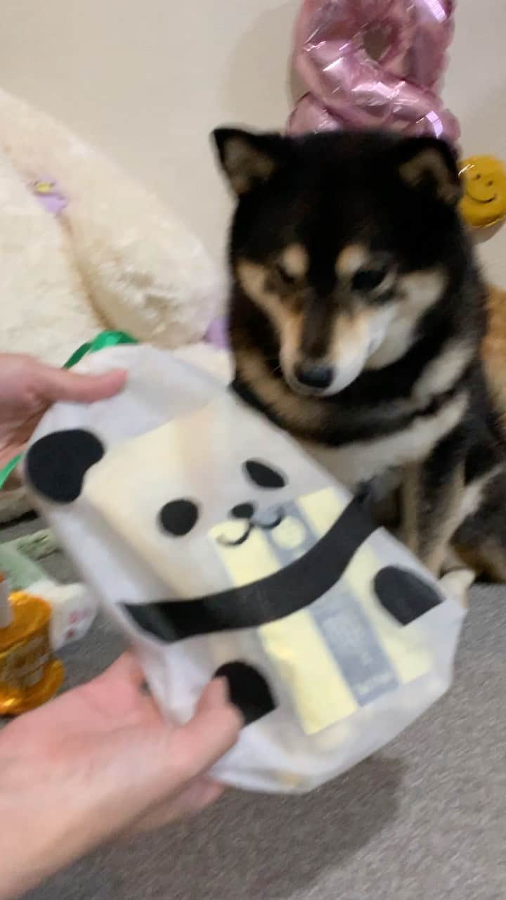 吾子のインスタグラム：「・ ・ ・ 昨日はフォロワーさんとの撮影会🐶✨🎂🎁💝 ・ ・ プレゼント頂いてあこわんテンアゲ〜🐶💕✨ありがとうございました🐶💓 ・ Aco is 8 years old today ・ ・ ・ ・ acondar2022📆🐶💕発売中です✨ ・  https://acoshiba.stores.jp/ ・ ・ ・ #少しずつ頂きます🍖 #鹿肉ジャーキー #Sapporo ・ 北海道の柴犬 #柴北会 の皆ワン🐶感染対策してお散歩しましょう〜🐕💕 ・ #adorable #instadog#shibainu#dog#instagramjapan#instashiba#kuroshiba #kuroshiba#socute #cutedog#いぬのきもち #黒柴 #dogstagram_japan」