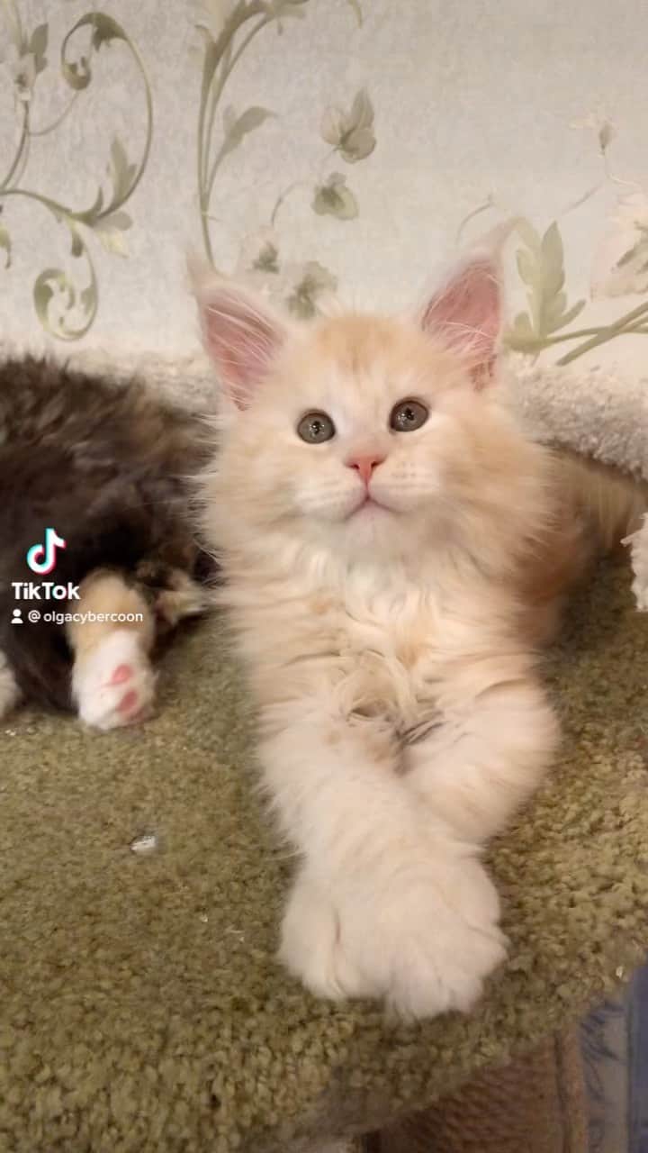 МейнКун MaineCoon Питомникのインスタグラム：「Малыш✨🦁❤️」