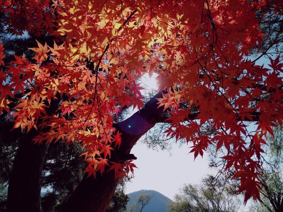辺見えみりさんのインスタグラム写真 - (辺見えみりInstagram)「紅葉も🍁綺麗だった 湖畔キャンプでした」11月14日 19時35分 - emiri_hemmi