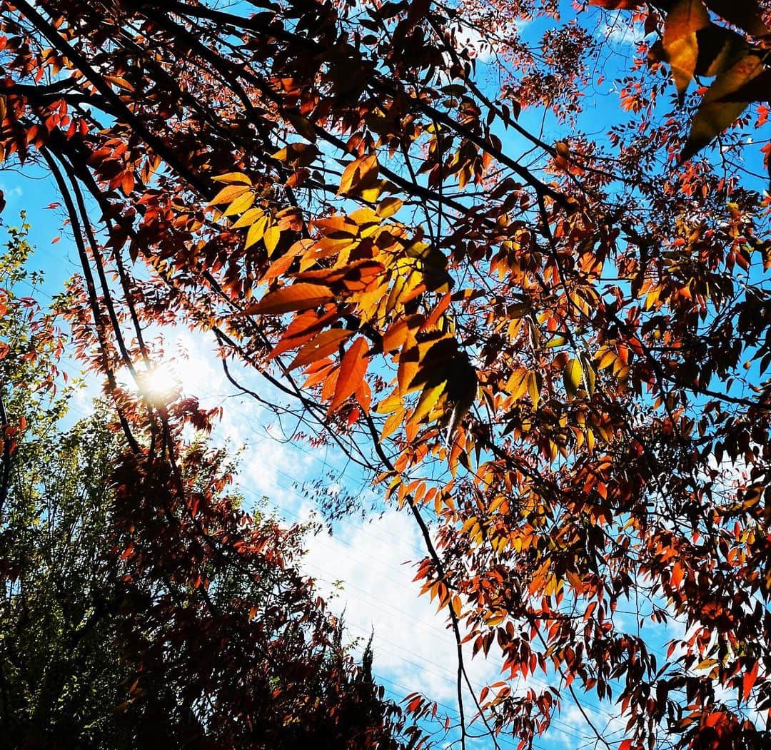 押尾コータローさんのインスタグラム写真 - (押尾コータローInstagram)「autumn colors #押尾コータロー　#アコースティックギター　#ネイル　#秋　#紅葉　#kotaro oshio  #guitar #nails  #autumn」11月14日 19時57分 - kotaro040