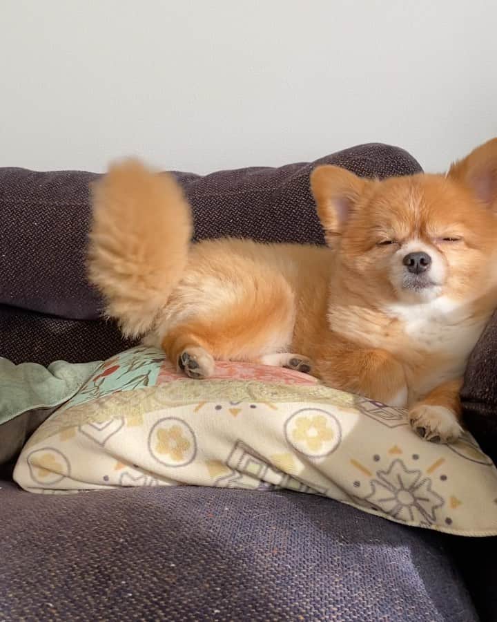 のインスタグラム：「こんがり🥖 最近のむぎ(定期)」