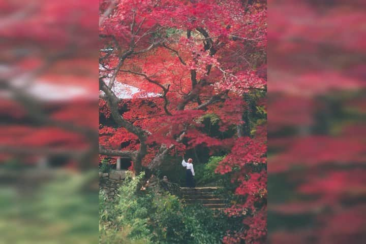 若月雅のインスタグラム：「. 🎵幻想の夢／泉鏡花(cv.岡本信彦) . . 画像まとめ。 . #コスプレ動画 #Movie #キャラソン　#岡本信彦 #声優さん好きな人と繋がりたい」