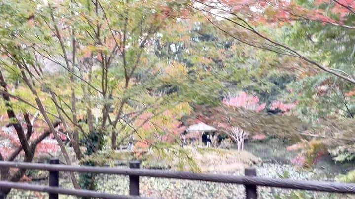 林克治のインスタグラム：「11月14日の小松寺です。  南房総屈指の紅葉スポット！  だいぶ色づいて参りました！  皆さ〜ん！  そろそろ見頃ですよ！！！  現場からは以上です！  #小松寺 #紅葉スポット #南房総市 #千倉町 #もみじ #いちょうの木 #癒し #南房総に移住しませんか？ #銀杏のファンキーな臭い」