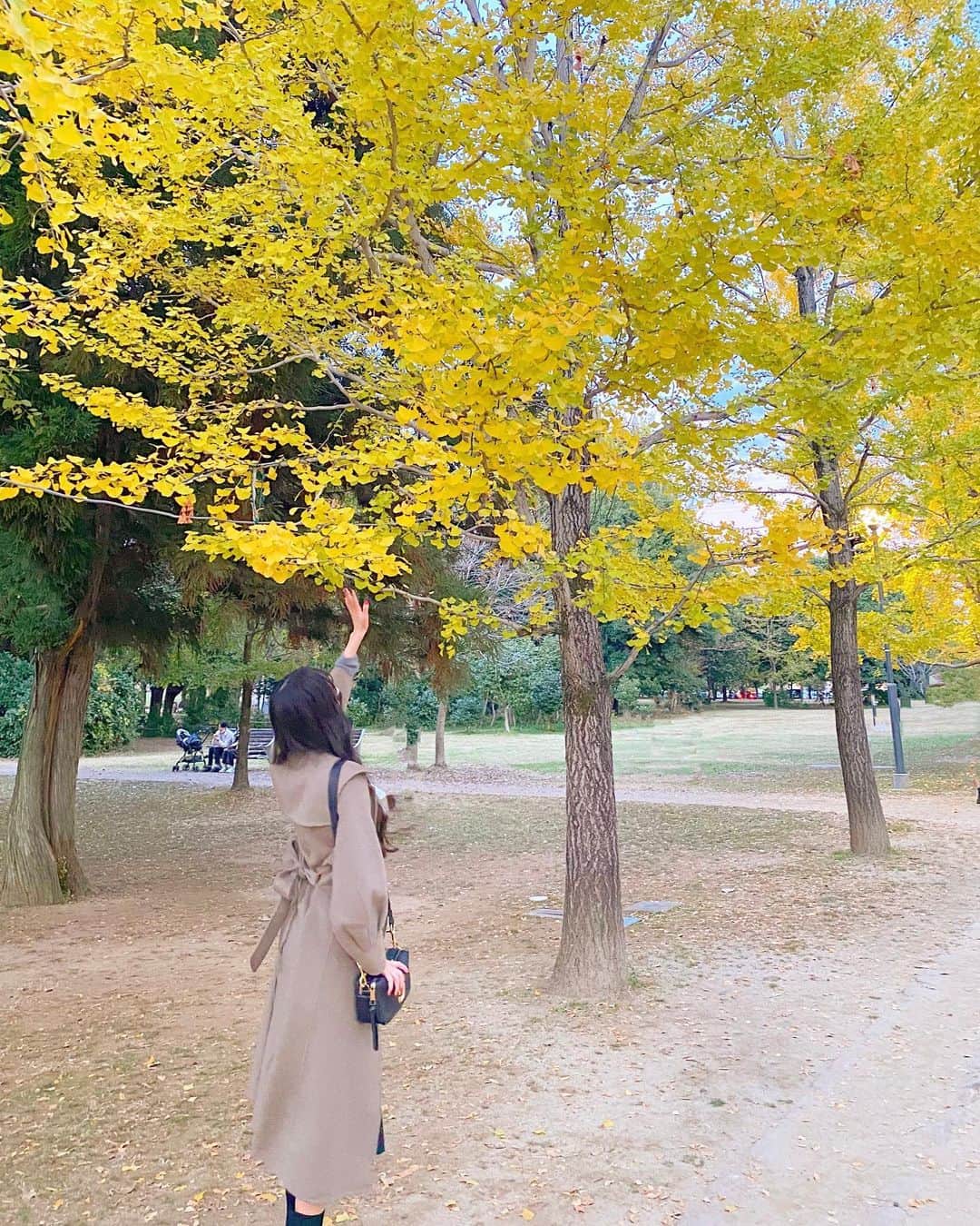 野村実代さんのインスタグラム写真 - (野村実代Instagram)「🍂💛 ⁡ ⁡ 家族とドライブへ行ったら こんな素敵なところに連れて行ってくれたよ。 とっても綺麗だった😊 ⁡ ⁡  #秋 #紅葉 #イチョウ #みよちゃんにんぎょう」11月15日 21時00分 - miyomaruko_0201