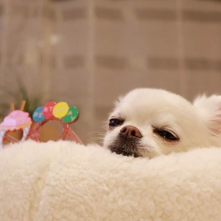 kayoのインスタグラム：「* * * 今日は みーちゃんの日💓 * * * Mikan❤️ * * * #chihuahua#chihuahualove#dog#チワワ#チワワ大好き#チワワのいる暮らし * *」
