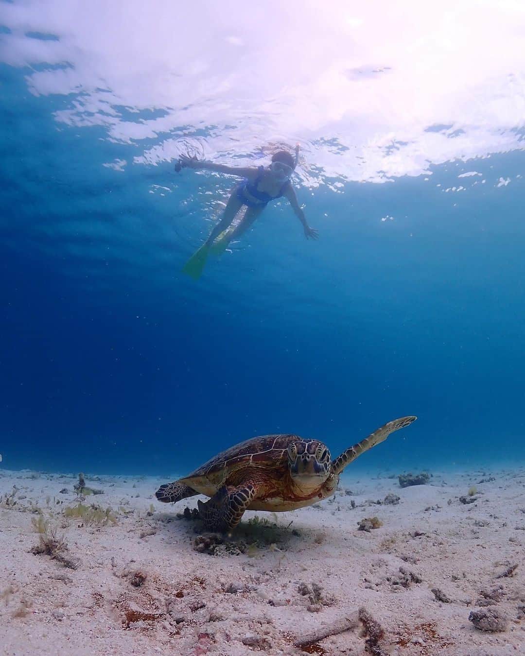 来夏のインスタグラム：「#💙 お気に入りの写真🏝🐢 出逢えて興奮しすぎて子どもに戻った☺️  地球を大切にしないのは 自分を大切にしないのと同じ🧘‍♀️  住まわせてもらってる地球に 感謝と愛ある行動を🌏💞  📸@erina___mua ❤️  #ocean #blueocean #seaturtle  #宮古島」