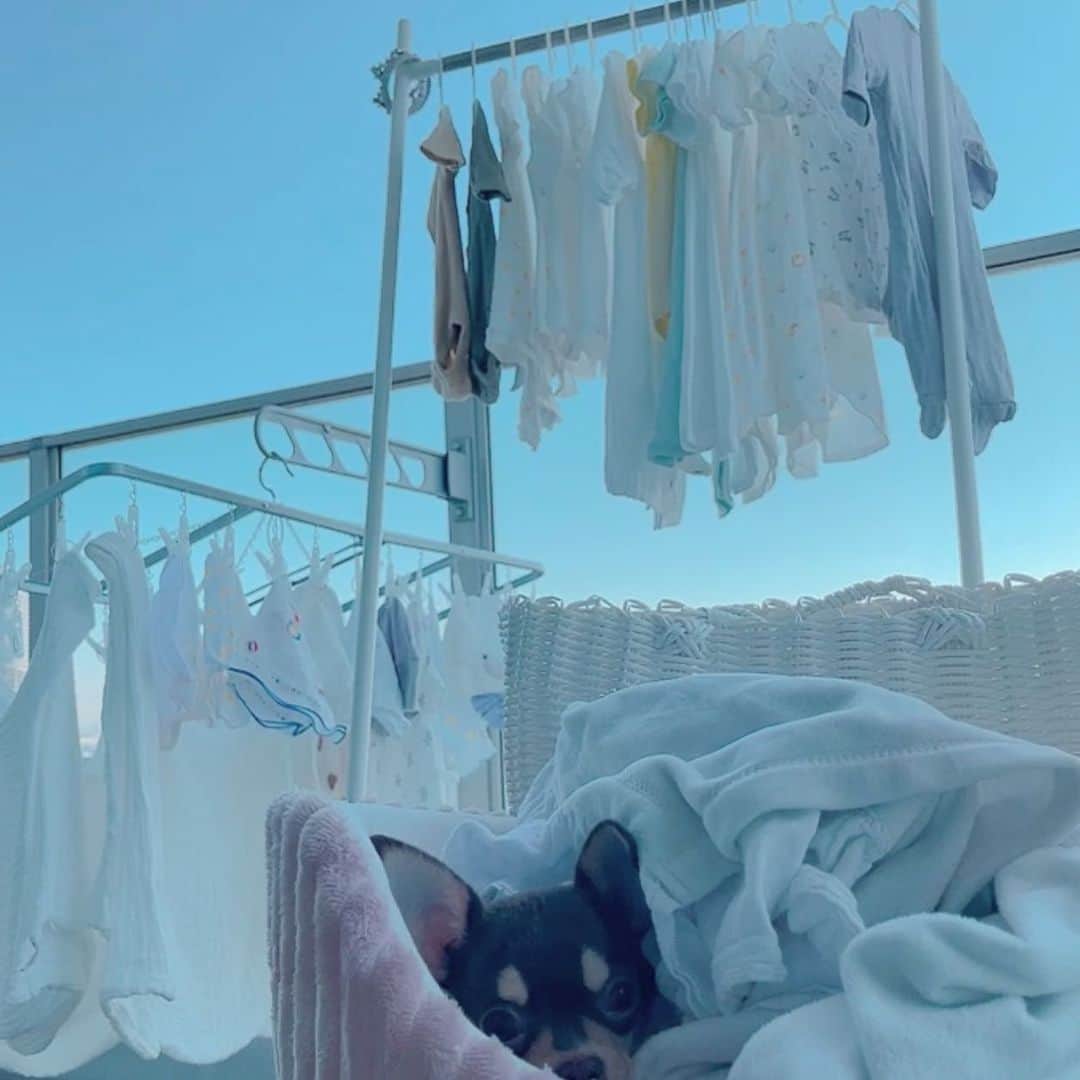浜田翔子さんのインスタグラム写真 - (浜田翔子Instagram)「はぁぁぁ〜☀️お天気よくて いつかやりたいと夢だった  #世界一幸せな洗濯 💎 #水通し　をしました🧺  まずは肌着や入院に持っていくものを🩲  服小さい〜っ‼︎😂  最近、洗濯機も壊れたので新しい洗濯機 洗剤は、サラサを使いました。  ちょこたん🐶も何が起きるんだ？状態で ずっと干すとこ見守ってくれてました✨  乾いたら IKEAのジップロックで保存します😌  #妊娠33週　#世界一しあわせな洗濯  #妊娠後期　#妊娠9ヶ月 #ミキハウス肌着　#ユニクロ肌着 #新生児服　#ヴェレダプレママレポ #ヴェレダママ12期」11月15日 14時16分 - shoko_hamada