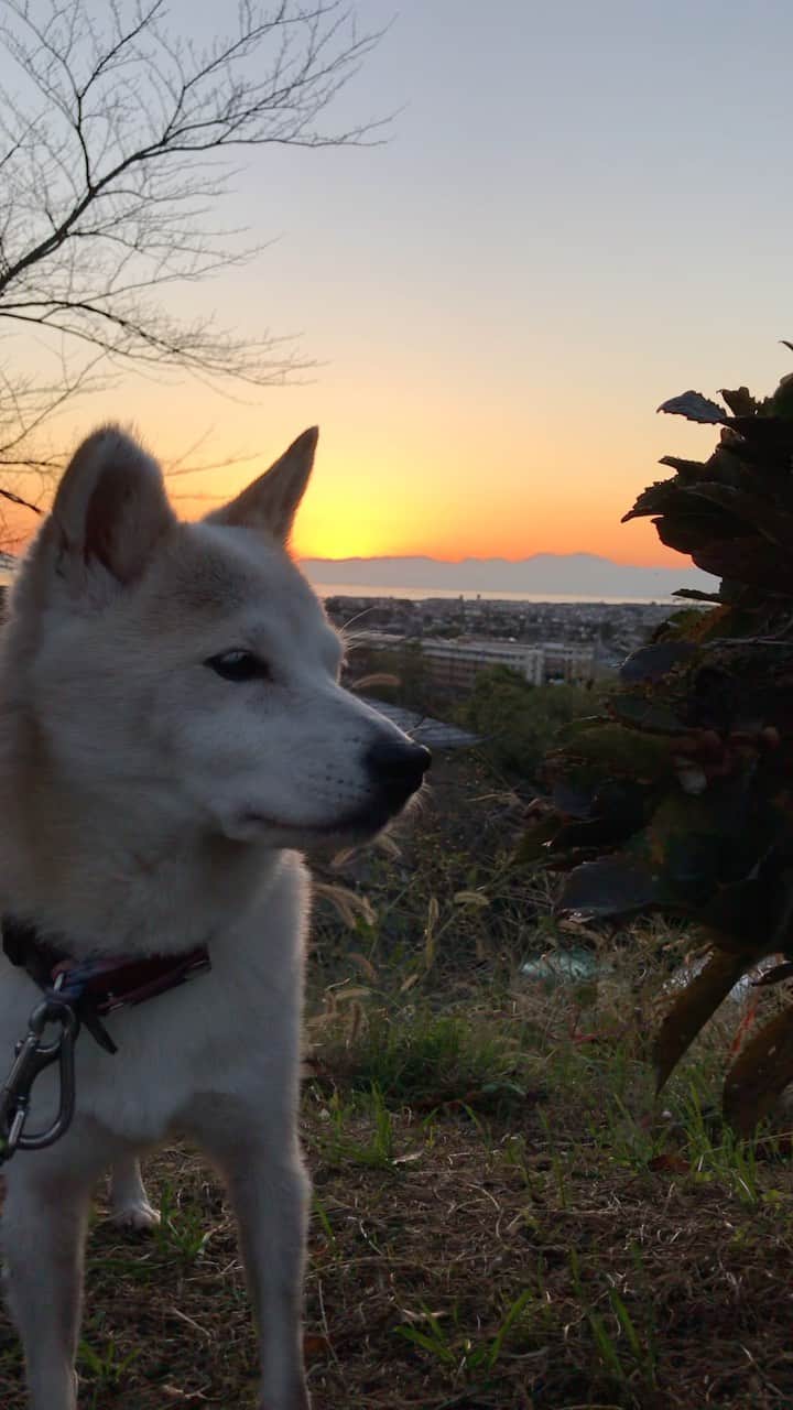 柴犬リリコのインスタグラム：「Beautiful sunset🌅🗻✨ #夕焼小焼」