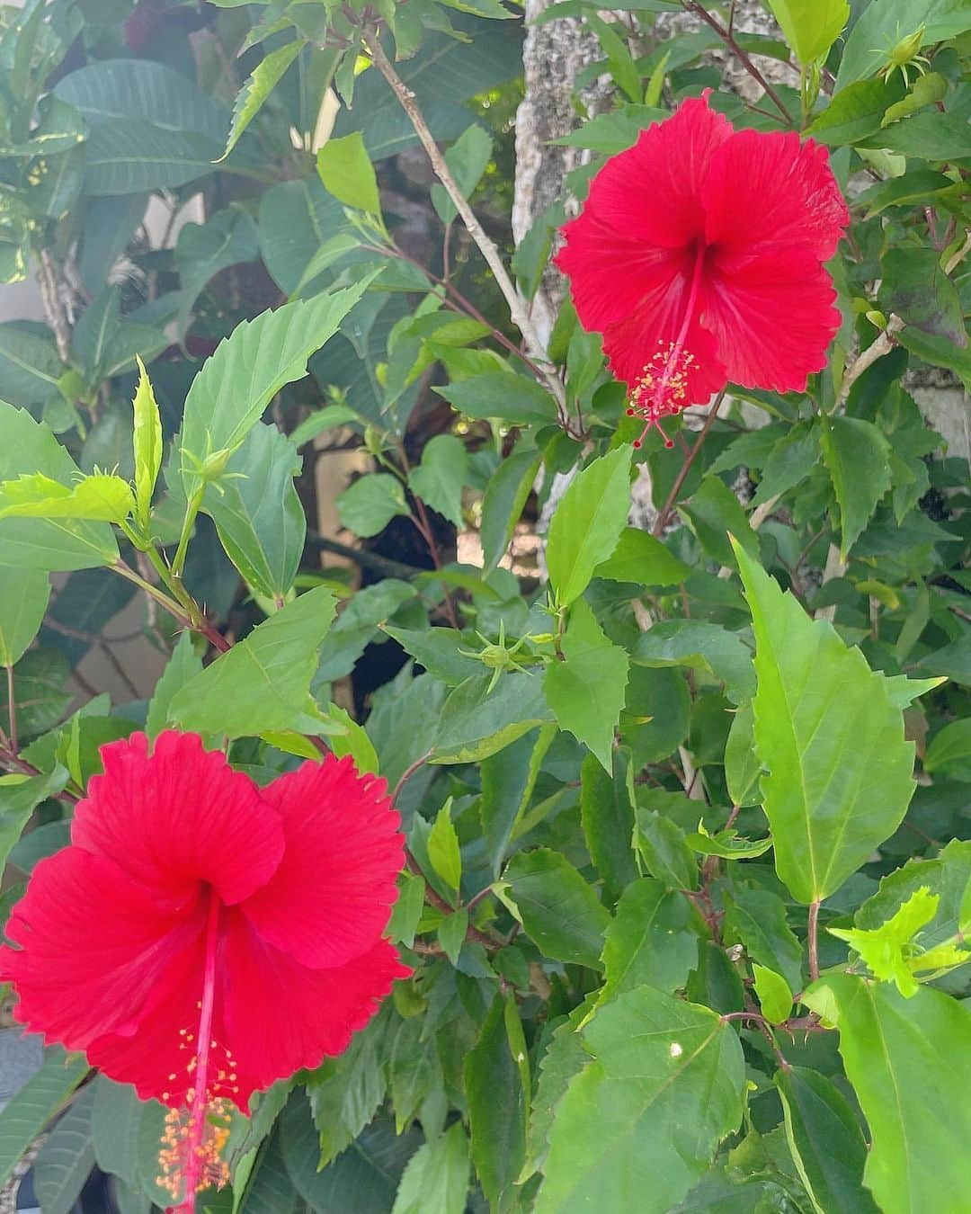 美女美容事情さんのインスタグラム写真 - (美女美容事情Instagram)「《ｉｎ宮 古 島 🌺👙🐢》 *⁠ 今回ご紹介させて頂きますのは!!👀❤︎⁠⠀ masumiさん< @msm1026xx > の素敵なお写真📸⁠⠀⁠⠀⁠⠀⁠ *⁠⠀⁠⠀⁠⠀⁠⠀ 白ビキニ美女とハイビスカス🌺☀️ 宮古島へ旅行に行きたいですね✈︎🏝 *⠀⁠⠀⁠⠀⁠⠀⁠⠀ masumiさん< @msm1026xx > ⁠⠀⁠⠀⁠⠀⁠⠀ 素敵な投稿ありがとうございました☺️📸✨ *⠀⁠⠀⁠⠀⁠⠀⁠⠀ masumiさんのアカウントには他にも素晴らしい投稿が沢山ありますので是非覗いてみてくださいね💁‍♀️💙⁠⠀⁠⠀⁠⠀⁠⠀ *⠀⁠⠀⁠⠀⁠⠀⁠⠀ △▼△▼△▼△▼△▼△▼△▼△▼△▼ ⁠⠀⁠⠀⁠⠀ ❤🧡💛「美女美容事情」💚💙💜⠀⠀⠀⠀⠀⠀⠀⠀⠀⠀⠀⠀⠀⠀⁠⠀⁠⠀⁠⠀⁠⠀⁠⠀ 👇掲載ご希望の方は👇⠀⠀⠀⠀⠀⠀⠀⠀⠀⠀⠀⠀⠀⠀⠀⁠⠀⁠⠀⁠⠀⁠⠀⁠⠀ @b_b_j.jタグ付けと🖤 #ビジョビ ⁠⠀ 🖤タグ付けお願いします✨⠀⠀⠀⠀⠀⠀⠀⠀⠀⠀⠀⠀⠀⠀⠀⁠⠀⁠⠀⁠⠀⁠⠀⁠⠀ △▼△▼△▼△▼△▼△▼△▼△▼△▼ ⁠⠀⁠ #沖縄#宮古島#宮古島旅行#水着 #bikini #プール#travel #旅行 #フェリスヴィラスイート宮古島  #ハイビスカス#ボトックス #okinawa #blue#instagood  #instalike #instagram #クリニック大阪心斎橋 #美容」11月15日 17時02分 - b_b_j.j