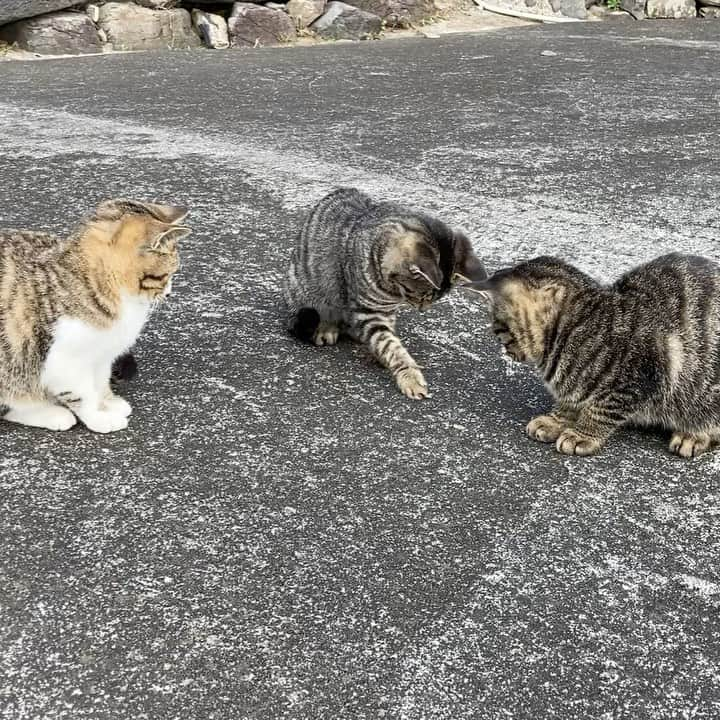 8282のインスタグラム：「気になる虫 ・ ・ ・ #僕らの居場所は言わにゃいで #カワイイだけが猫じゃない #cat#animal#gato #ねこ#猫#東京カメラ部 #IGersJP#nekoclub#NEKOくらぶ #catlover#catloversclub #写真撮ってる人と繋がりたい ・ ☆非演出のススメ☆」