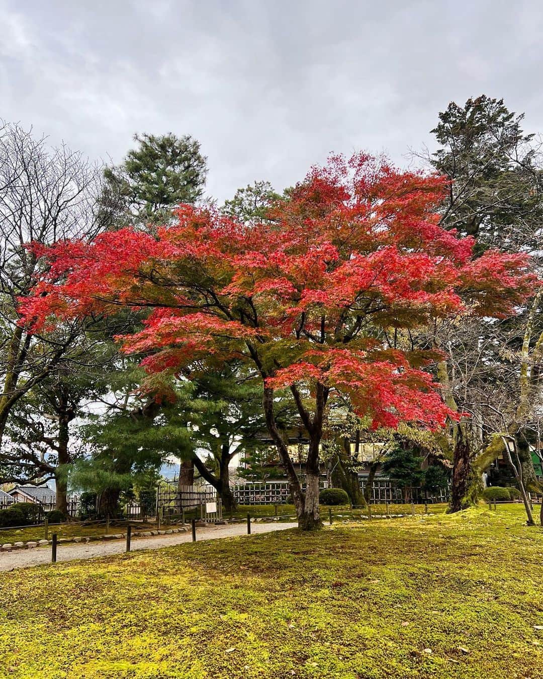 駒田奈美さんのインスタグラム写真 - (駒田奈美Instagram)「・ ・ ・ 『紅葉』 ・ ・ 兼六園と金沢城公園 ・ 夜のライトアップも素敵だったけれど やはり昼も素晴らしい！ ・ ・ 美しい庭園を歩いているだけで癒される… 紅葉もきれいでした ・ ・ ・ #駒田奈美#モデル#アラフィフ#美魔女#兼六園#金沢城公園#金沢#金沢観光#紅葉」11月15日 19時06分 - nami.komada