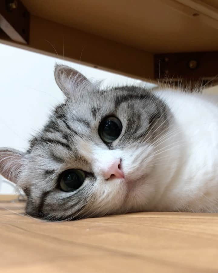 こむぎこまるのインスタグラム