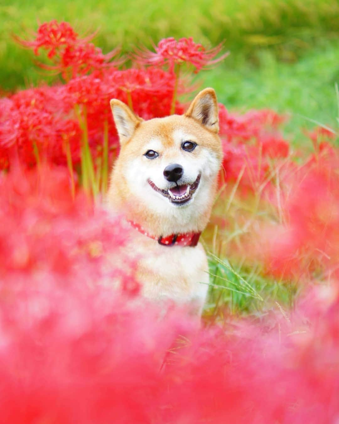 柴犬 ゆりさんのインスタグラム写真 - (柴犬 ゆりInstagram)「2021.11.15 ちょっと前の散歩道🐾 今年は彼岸花がたくさん咲いてた気がします✨  ・ ・  #柴犬 #犬 #彼岸花 #はなまっぷ #shiba #shibastagram #dog #dogstagram #dogsofinstaworld #bestjapanpics #japan_daytime_view #team_jp_ #tokyocameraclub #igersjp #instagramjapan #flowers  #ビューティープロコンテスト @beautypro_contest リードは後ろに隠しています。」11月15日 22時34分 - shibainuholic