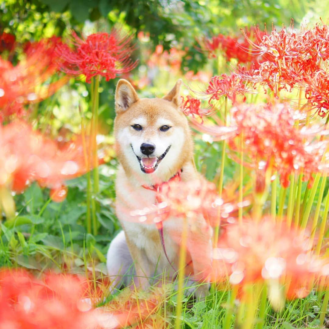 柴犬 ゆりのインスタグラム：「2021.11.15 彼岸花連投すみません😂 １つ前の投稿と撮影日は同じだけど、違う場所で撮りました📷 こっちの方が色合い好きだな🤔  #柴犬 #犬 #彼岸花 #はなまっぷ #shiba #shibainu #shibastagram #dog #dogstagram #flowers #japan_daytime_view #team_jp_ #tokyocameraclub #instagramjapan #igersjp  #ビューティープロコンテスト @beautypro_contest」