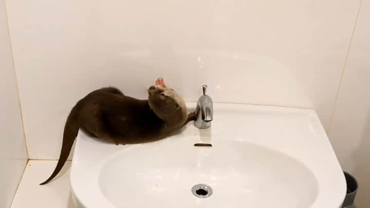 ちぃたん☆のインスタグラム：「高速で水を飲むカワウソ達　 Otters drinking water at high speed」
