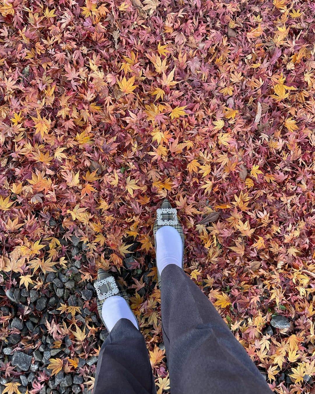 春名亜美さんのインスタグラム写真 - (春名亜美Instagram)「紅葉の絨毯が綺麗だった🍁  せっかく軽井沢へ行ったので、 #旧軽井沢銀座通り (写真2枚目)をお散歩したり、明治27年創業のジョン・レノン一家が毎夏滞在していたらしい @mampei_hotel でlunchをしたり、 @karuizawa.hotchi_ichiba へ行ったりもしました🚗  #軽井沢発地市庭 には、#霧下野菜 狙いで行ったのですが、お昼過ぎに到着して、ほとんどが完売😇(みんな朝から並ぶらしい)  帰りはばっちり渋滞にも巻き込まれたけど、最高に癒された旅でした🍁 ・ ・ ・ #万平ホテル #軽井沢 #軽井沢万平ホテル #旧軽井沢銀座」11月16日 0時06分 - amiharunaami