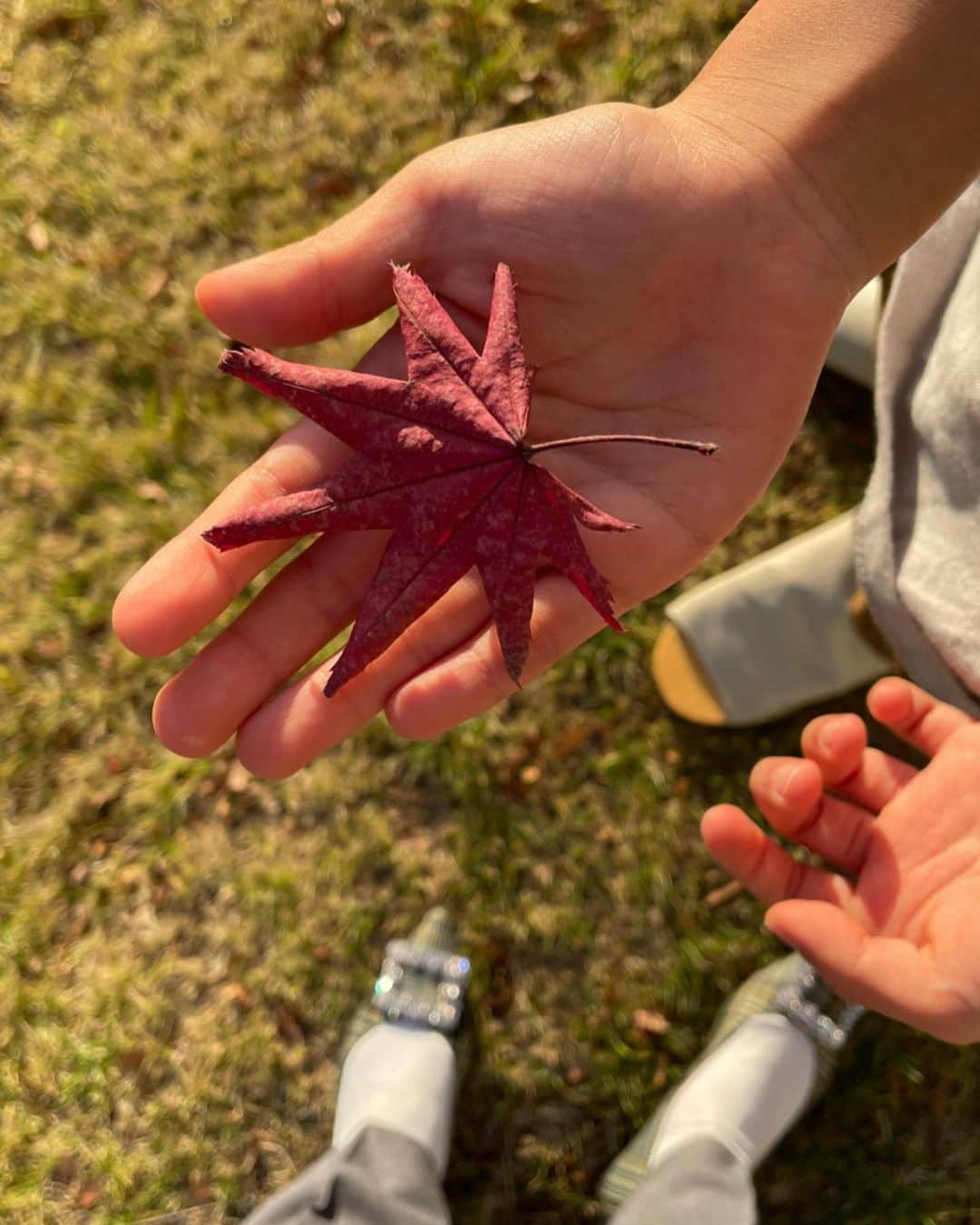 春名亜美さんのインスタグラム写真 - (春名亜美Instagram)「紅葉の絨毯が綺麗だった🍁  せっかく軽井沢へ行ったので、 #旧軽井沢銀座通り (写真2枚目)をお散歩したり、明治27年創業のジョン・レノン一家が毎夏滞在していたらしい @mampei_hotel でlunchをしたり、 @karuizawa.hotchi_ichiba へ行ったりもしました🚗  #軽井沢発地市庭 には、#霧下野菜 狙いで行ったのですが、お昼過ぎに到着して、ほとんどが完売😇(みんな朝から並ぶらしい)  帰りはばっちり渋滞にも巻き込まれたけど、最高に癒された旅でした🍁 ・ ・ ・ #万平ホテル #軽井沢 #軽井沢万平ホテル #旧軽井沢銀座」11月16日 0時06分 - amiharunaami
