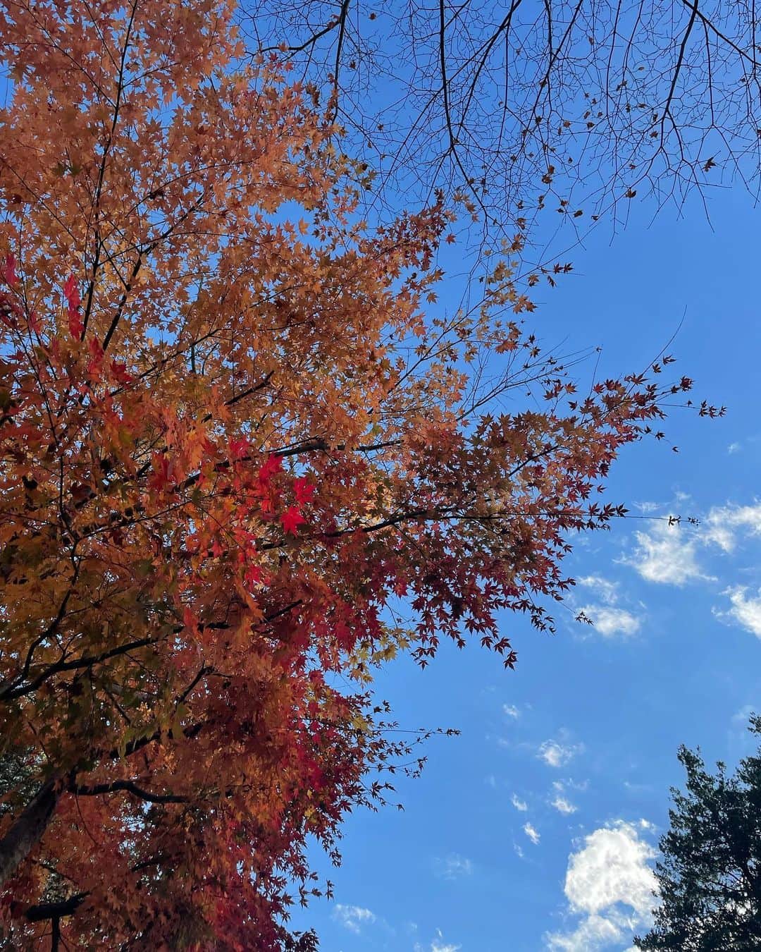 春名亜美さんのインスタグラム写真 - (春名亜美Instagram)「紅葉の絨毯が綺麗だった🍁  せっかく軽井沢へ行ったので、 #旧軽井沢銀座通り (写真2枚目)をお散歩したり、明治27年創業のジョン・レノン一家が毎夏滞在していたらしい @mampei_hotel でlunchをしたり、 @karuizawa.hotchi_ichiba へ行ったりもしました🚗  #軽井沢発地市庭 には、#霧下野菜 狙いで行ったのですが、お昼過ぎに到着して、ほとんどが完売😇(みんな朝から並ぶらしい)  帰りはばっちり渋滞にも巻き込まれたけど、最高に癒された旅でした🍁 ・ ・ ・ #万平ホテル #軽井沢 #軽井沢万平ホテル #旧軽井沢銀座」11月16日 0時06分 - amiharunaami