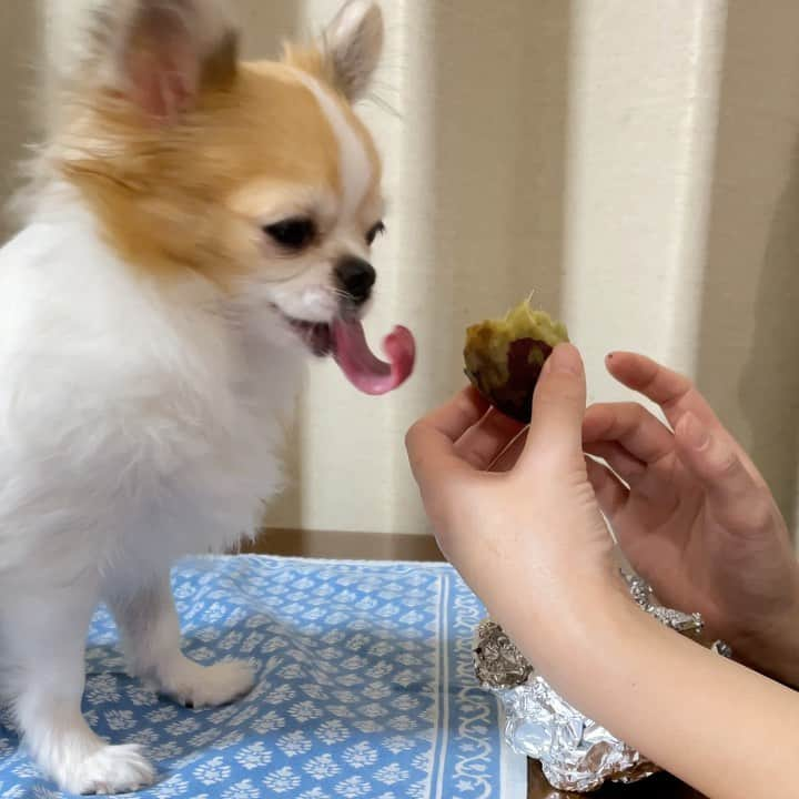 ちまのインスタグラム：「I love baked sweet potato 🍠 💕  お芋のお裾分け☺️💕」