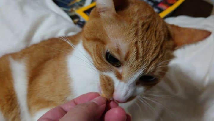 Miaouのインスタグラム：「ちゅーるビッツをほじくり食べたいアピールしてたので与えた。 布団の上が気に入ってるので、その上で食べた。 #miaou #みゃうの猫部屋」