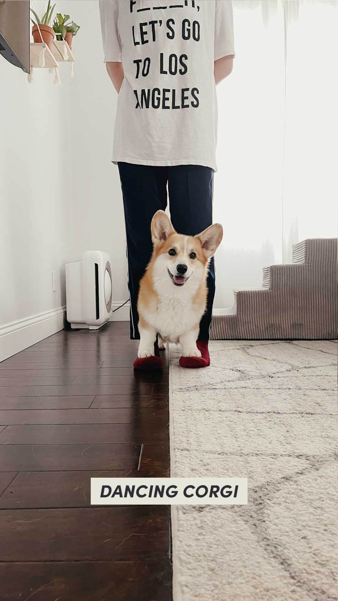 のインスタグラム：「I knew all those years of dance classes would pay off someday 😤👯‍♀️  #corgi #dancereels #dogtrainer #dogtraining #forcefreetraining #balancedtraining #positivereinforcement #lacorgi」