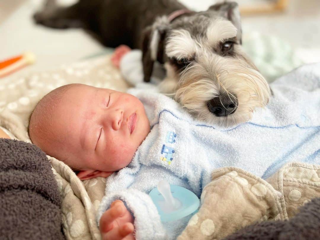 のインスタグラム：「アルも👶🏻に慣れてきたかな😹？ いつも我慢させちゃってごめんよぉ。」