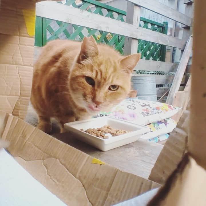 ゆたこのインスタグラム：「ノラさんからの~😼➡️🐱  #野良猫保護 #元野良猫 #保護猫 #黒猫のソネちゃん #ねこすたぐらむ  #にゃんすたぐらむ #猫のいる暮らし #ねこ #地域猫 #さくらみみ #地域猫活動にご理解を #猫嫌いな人のために #TNR  #でも出来ることならリリースしないで家族に🏠」