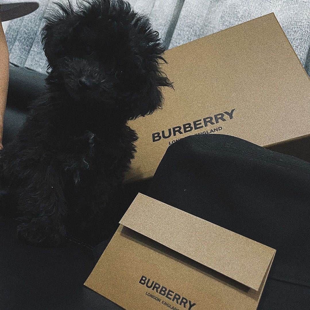 西浦颯大のインスタグラム：「ありがとうございます🙇🏻‍♂️  #Burberry#burberry #犬」