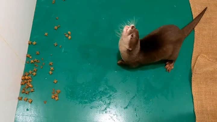 ちぃたん☆のインスタグラム：「ジャンプ力高すぎるカワウソちぃたん　 Jumping power is too high otter Chiitan」