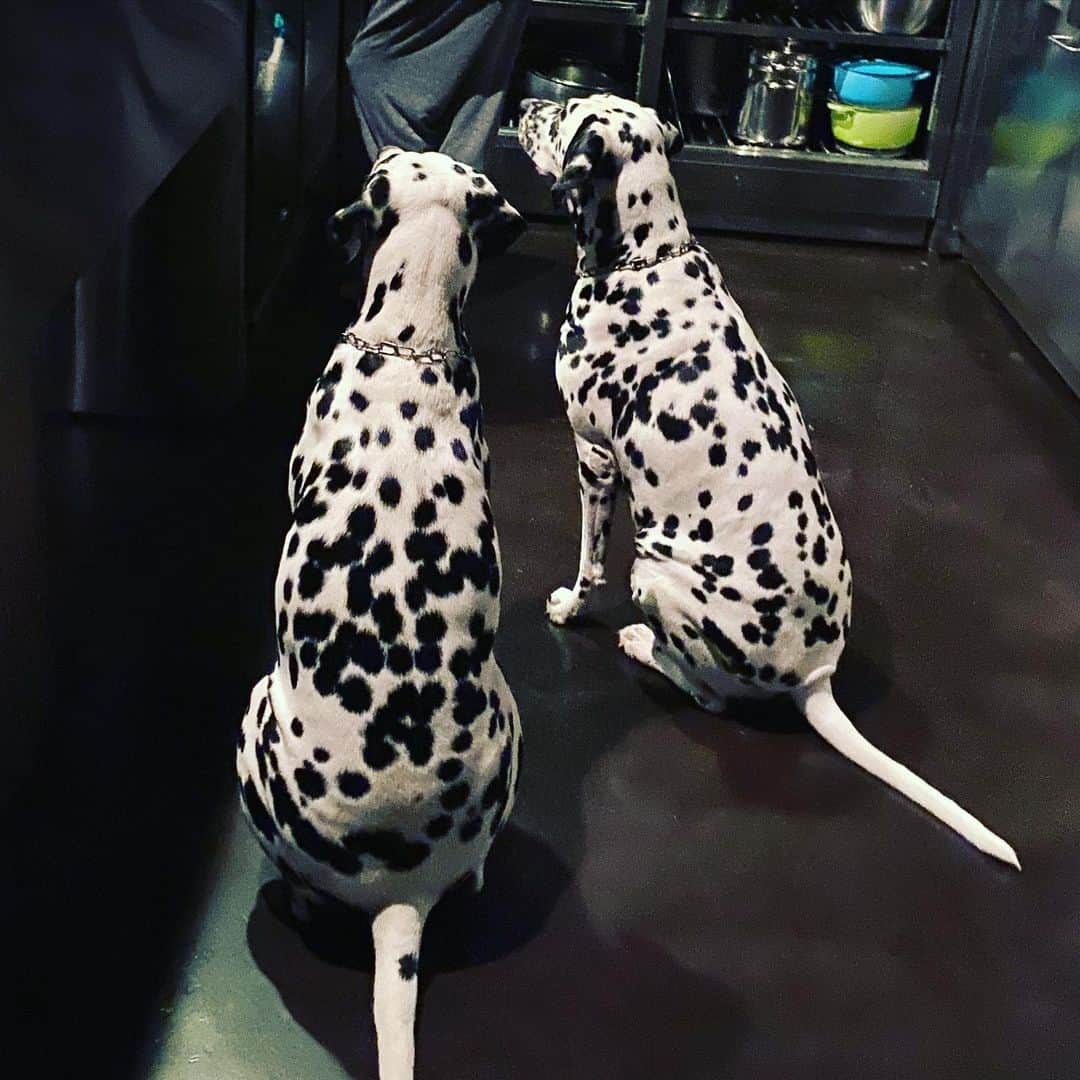 高岡早紀 さんのインスタグラム写真 - (高岡早紀 Instagram)「キッチンにて。 首を長くして何かを待っている２人の後ろ姿。 いつも言ってる。 あなた達は犬ですよって。。」11月16日 20時50分 - saki_takaoka