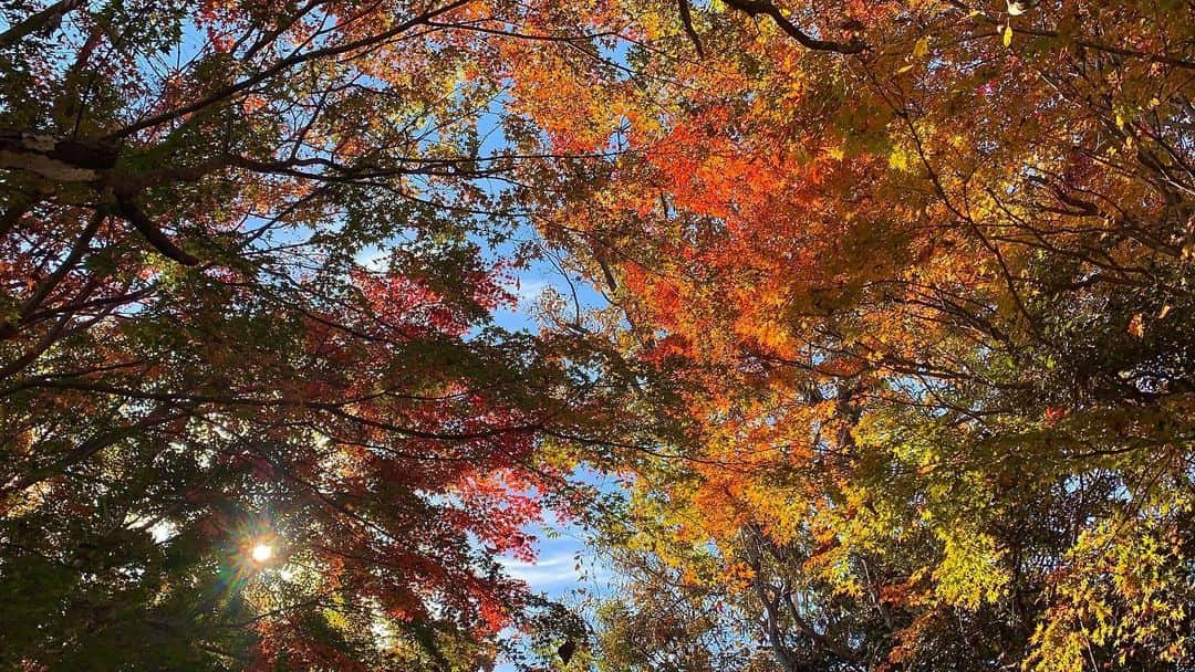 白井ゆかりのインスタグラム：「.. 高尾山の紅葉🍁 青空がすごく気持ち良くて、 色とりどりの葉が芸術的でした🎨🎨  (11月14日撮影📷)  #紅葉 #紅葉スポット #高尾山 #高尾山グルメ #蕎麦 #おいしかった😋 #この写真は #スマホで撮影 #紅葉狩り」