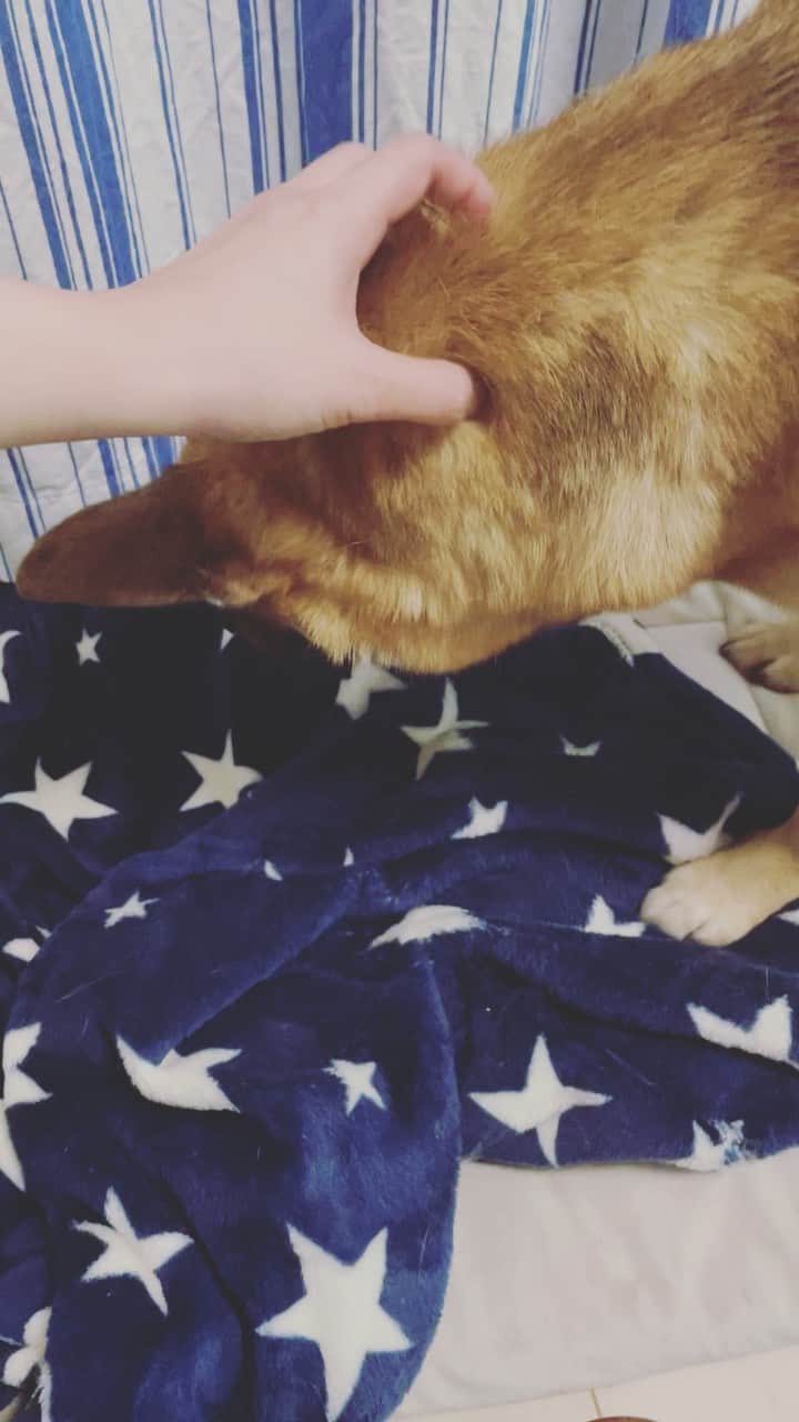 佐々木海のインスタグラム：「今日はナデ長め。  #犬 #イヌ #イヌスタグラム #いぬすたぐらむ #犬バカ部 #いぬばか部 #ふわもこ部 #いぬら部 #犬のいる暮らし #保護犬 #元野犬 #雑種 #雑種犬 #ビビり犬 #里親 #保護犬を家族に #保護犬を飼おう #殺処分ゼロ #dog #dogs #dogstagram #doglove #doglover #doglovers #doglife #dogslife #rescuedog #rescueddog」