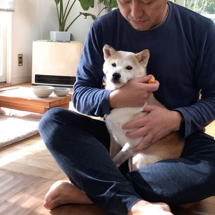 柴犬リリコのインスタグラム：「お耳のお薬👂🏻💊は苦手なんだワン💦🐶 #外耳炎治療中」