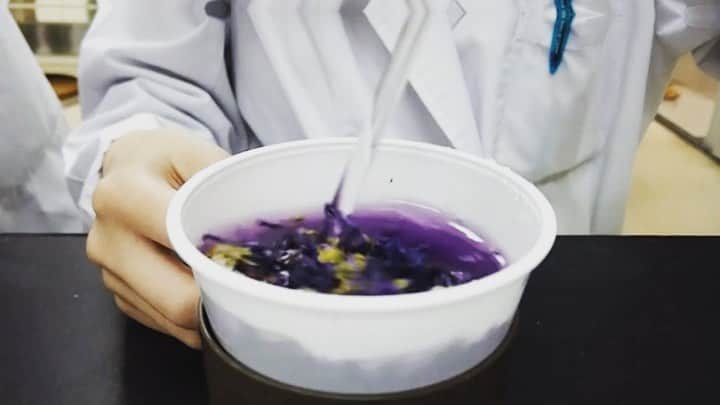 東京バイオテクノロジー専門学校のインスタグラム：「💐不思議なハーブティー💐 マローブルー水溶液の 色が変わる実験🧪  ハーブティーの1つである マローブルーは、 水溶液の性質を調べる指示薬にも 使われています！  #色が変わる実験  #マローブルー#ハーブティー #水溶液 #実験 #理系  #専門学校#東京バイオ  #ph #自由研究」