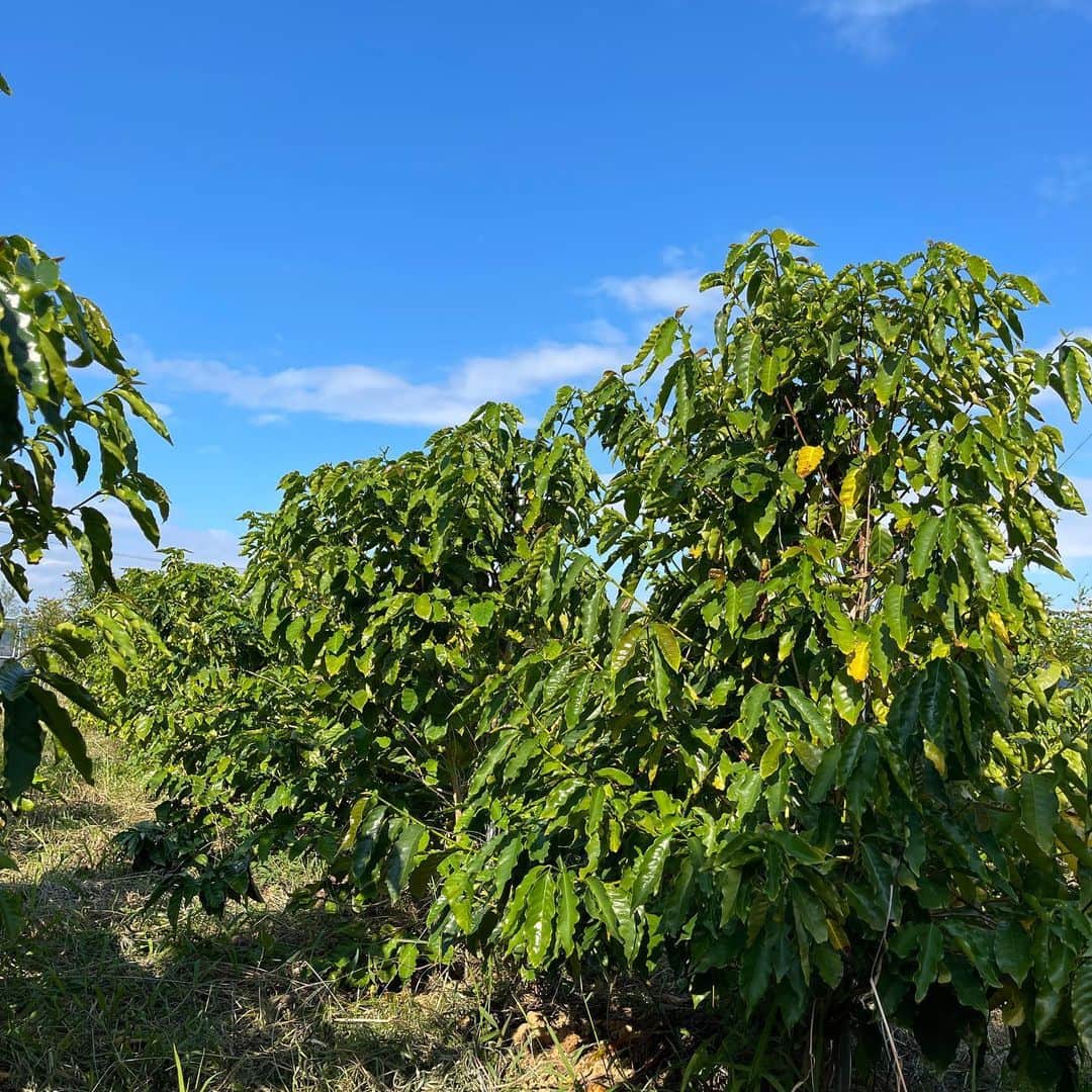 高原直泰さんのインスタグラム写真 - (高原直泰Instagram)「コーヒー畑チェック。 育てるにあたって課題も出てきたので対策していきます。 沖縄SVアグリを設立した事をきっかけに、今まで以上に農業に取り組んでいきます。 #沖縄コーヒープロジェクト  #ネスカフェプラン #沖縄svアグリ株式会社」11月17日 19時45分 - takahara.osv