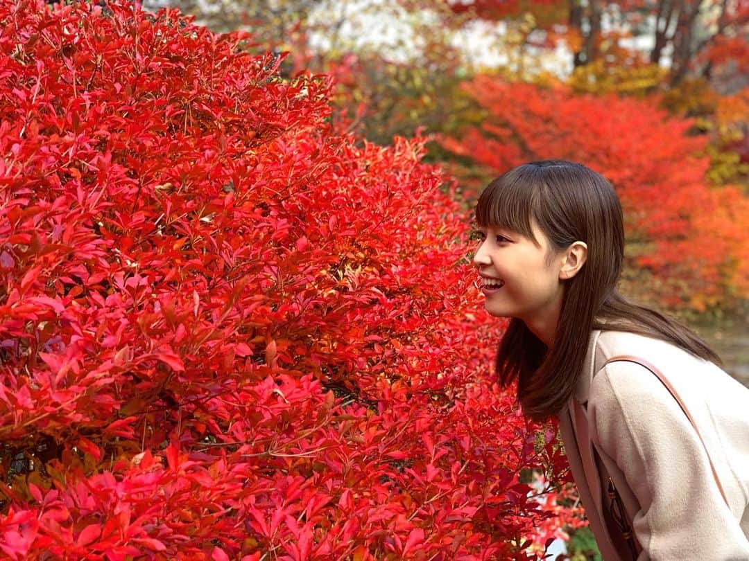 渡邊渚さんのインスタグラム写真 - (渡邊渚Instagram)「真っ赤っか〜 加工していなくてこの色！ 見惚れてしまいます😊 カメラロールが紅葉でいっぱいです！  #紅葉」11月17日 19時47分 - watanabenagisa_