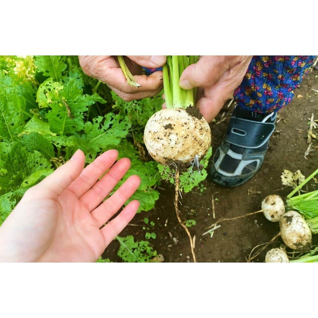 高木沙織さんのインスタグラム写真 - (高木沙織Instagram)「自分が食べる物を 自分で育てる。 * 理想の生活、夢。 おばあちゃん、すごいなあ。 * #おばあちゃん #おばあちゃんち #畑 #農業 #農作業 #野菜 #野菜収穫 #自給自足」11月17日 13時01分 - saori_takagi