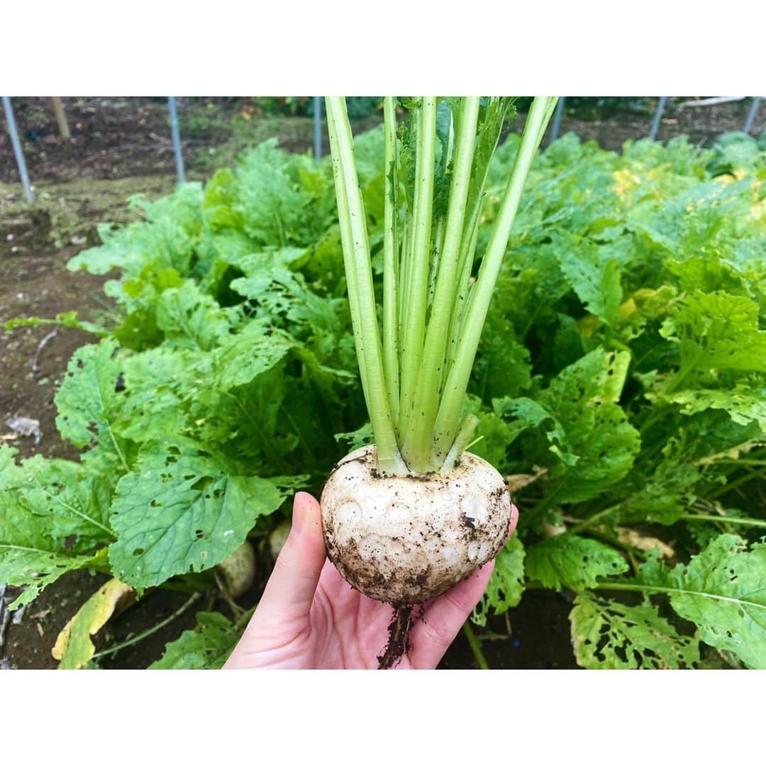 高木沙織さんのインスタグラム写真 - (高木沙織Instagram)「自分が食べる物を 自分で育てる。 * 理想の生活、夢。 おばあちゃん、すごいなあ。 * #おばあちゃん #おばあちゃんち #畑 #農業 #農作業 #野菜 #野菜収穫 #自給自足」11月17日 13時01分 - saori_takagi