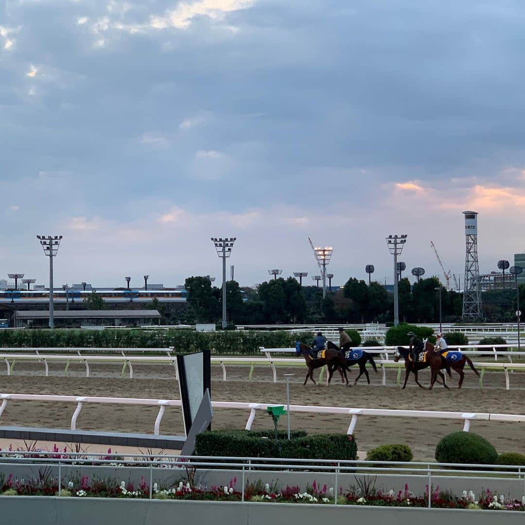 篠原梨菜さんのインスタグラム写真 - (篠原梨菜Instagram)「早朝の競馬場が美しすぎる🌄 今朝は大井競馬場から中継でした！ なんと午前2時(！)から調教が行われているんです！ 色とりどりのメンコをつけた馬たちもいてかわいさに癒されつつ...ダートを駆ける足音が朝の冷たく静かな空気に響いて、心動かされました💘  今晩は重賞レース　#ハイセイコー記念 が開催！ ヘニーヒューズ産駒で道営組のフォラステロが気になっています。年末のレース観に行きたいな...🐴　  さらにタイムリーな話題、大井競馬場初の左回りレースが金曜日に実施されます！  左回り・右回り両方のレースが行われる世界唯一の競馬場となるそうで...コースの出入り口の位置など、色々と調整が必要だったそうです🐎　コースの切り替えの様子も見てみたい！！  #thetime_tbs #大井競馬場  #競馬 #トゥインクルレース  #南関東地方競馬  #うまTIME #tbs #tbsアナウンサー  #篠原梨菜」11月17日 17時15分 - shinorinatbs